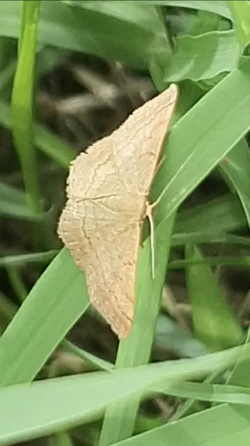 Scopula rubiginata - réti pirosaraszoló