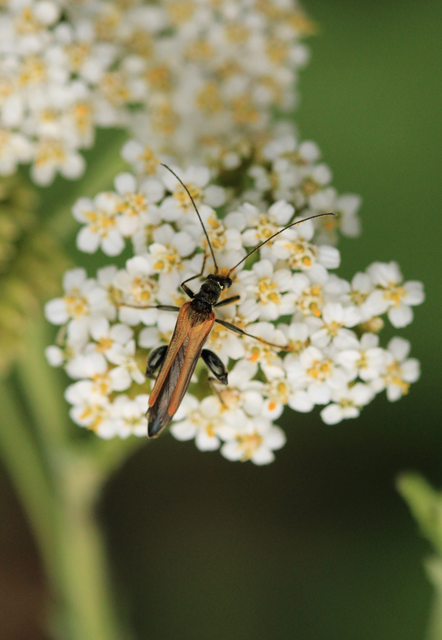 Oedemera femorata - sárgahátú álcincér