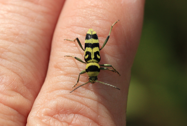 Chlorophorus varius - díszes darázscincér Chlorophorus varius - díszes darázscincér