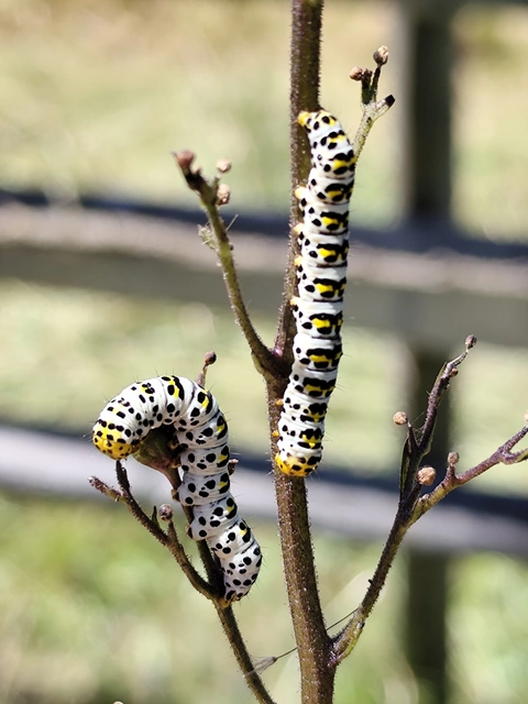 Shargacucullia scrophulariae - görvélyfű-csuklyásbagoly