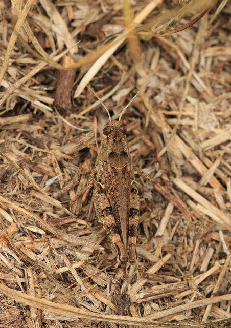 Calliptamus italicus - olaszsáska