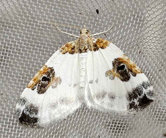 Plemyria rubiginata - barnafoltos fehéraraszoló