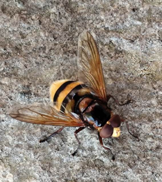 Volucella zonaria - kétöves pihelégy Volucella zonaria - kétöves pihelégy