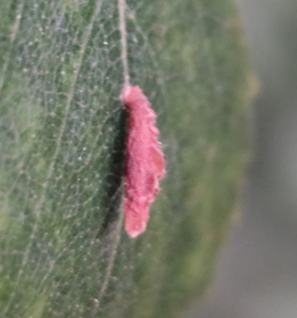 Coleophora serratella - ligeti zsákosmoly