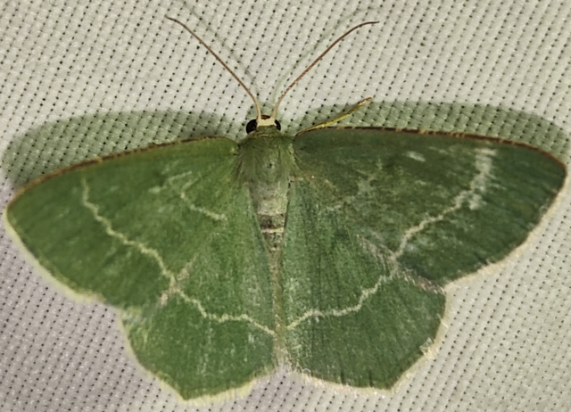 Chlorissa cloraria - sárgászöld araszoló