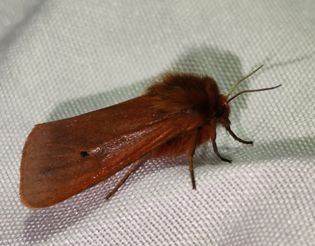 Phragmatobia fuliginosa - füstös medvelepke