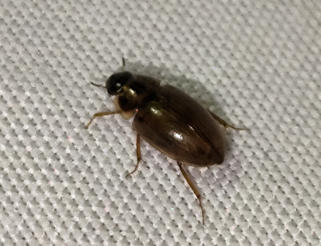 Enochrus quadripunctatus - négypettyes fakócsibor