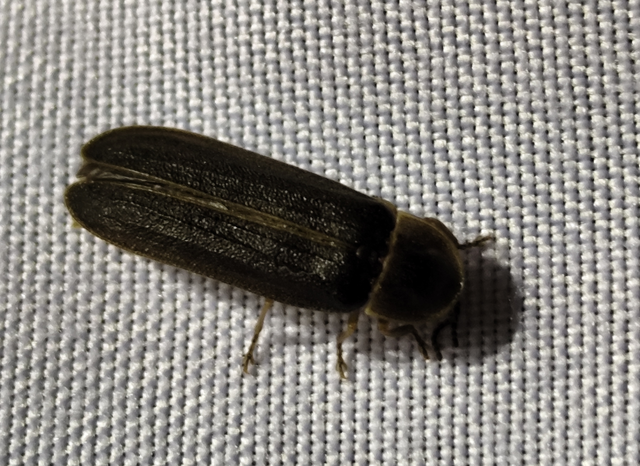 Lampyris noctiluca - nagy szentjánosbogár