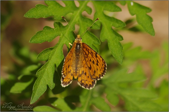 Melitaea trivia - kis tarkalepke