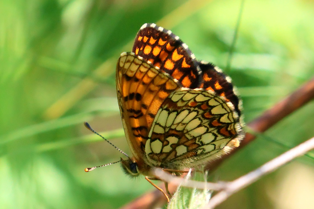 Melitaea athalia - közönséges tarkalepke