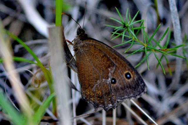 Minois dryas - fekete szemeslepke