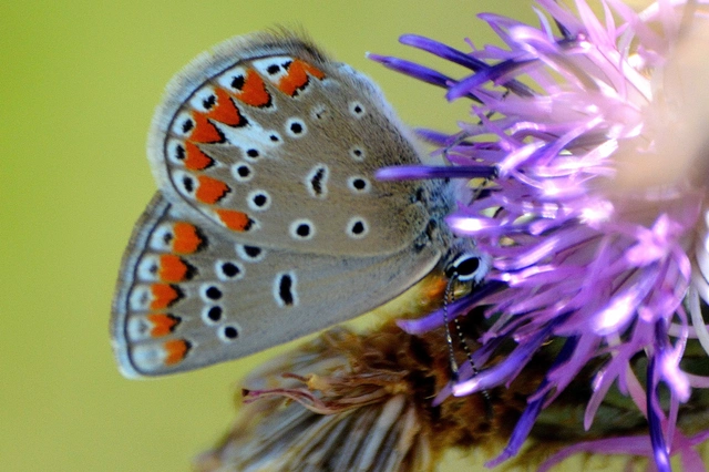 Polyommatus thersites - ibolyaszín boglárka