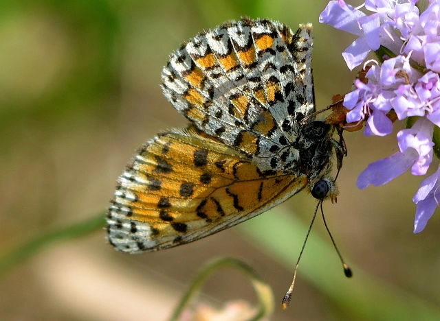 Melitaea trivia - kis tarkalepke