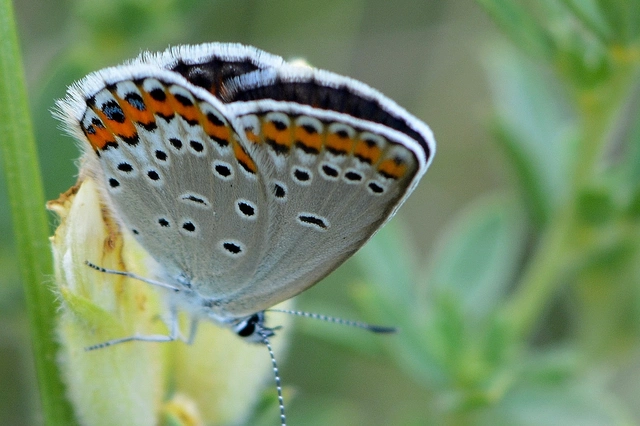 Plebejus argyrognomon - tintakék boglárka