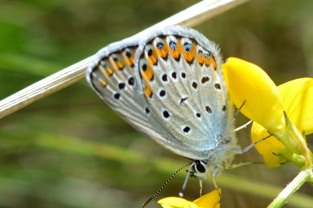 Plebejus argyrognomon - tintakék boglárka