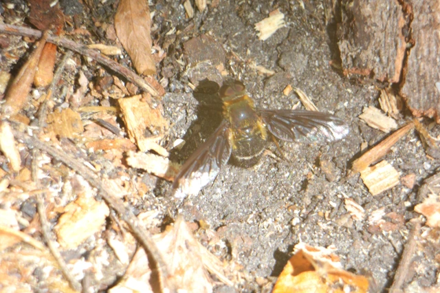 Bombyliidae - pöszörlégyfélék