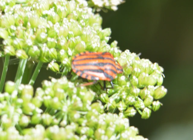 Graphosoma italicum - csíkos pajzsospoloska