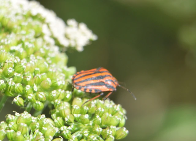 Graphosoma italicum - csíkos pajzsospoloska