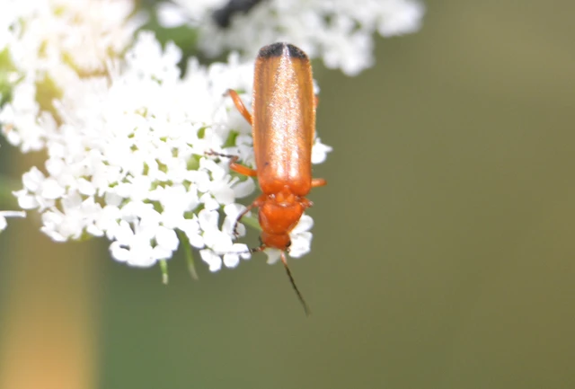 Rhagonycha fulva - feketevégű lágybogár