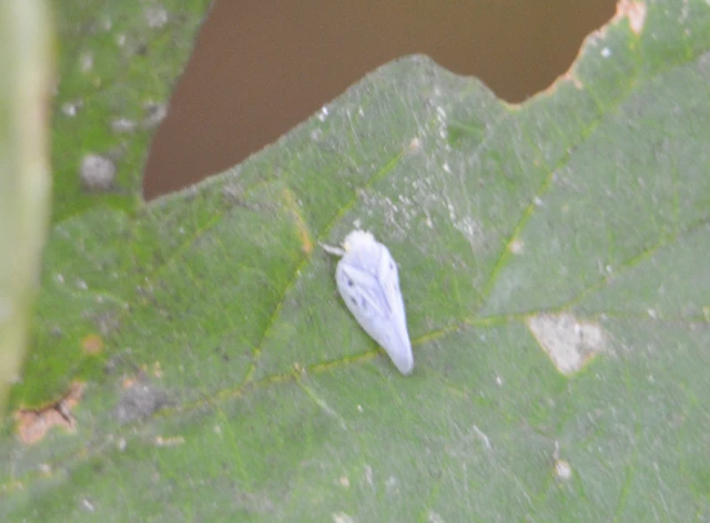 Metcalfa pruinosa - amerikai lepkekabóca