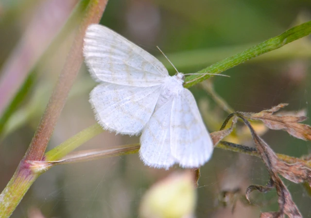 Cabera exanthemata - pettyes égeraraszoló