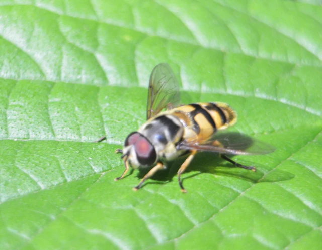 Myathropa florea - halálfejes odúlégy