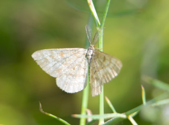 Ematurga atomaria - barna rétiaraszoló