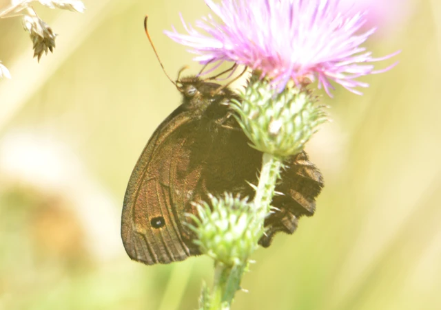 Minois dryas - fekete szemeslepke