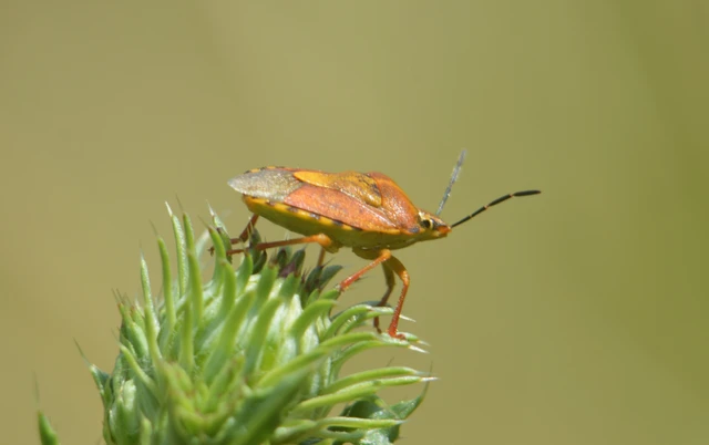 Carpocoris Carpocoris