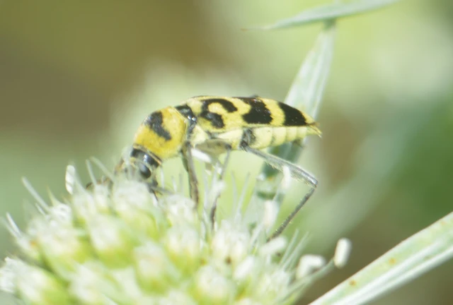 Chlorophorus varius - díszes darázscincér Chlorophorus varius - díszes darázscincér