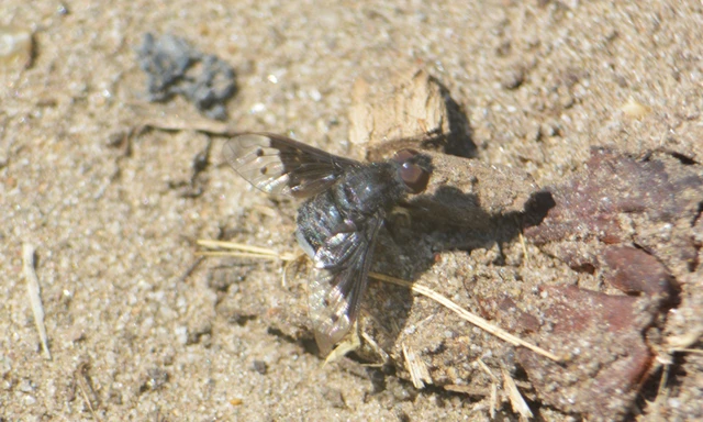 Bombyliidae - pöszörlégyfélék