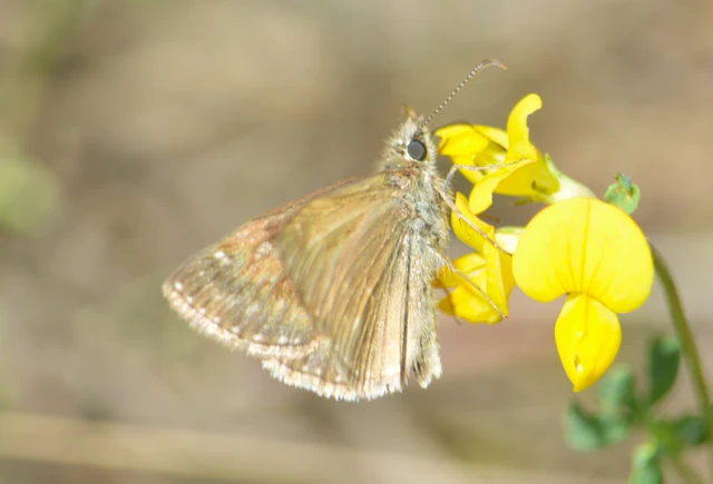 Erynnis tages - cigánylepke