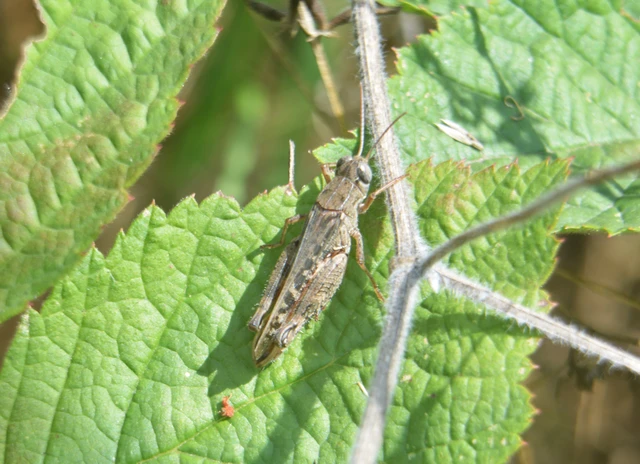 Calliptamus italicus - olaszsáska