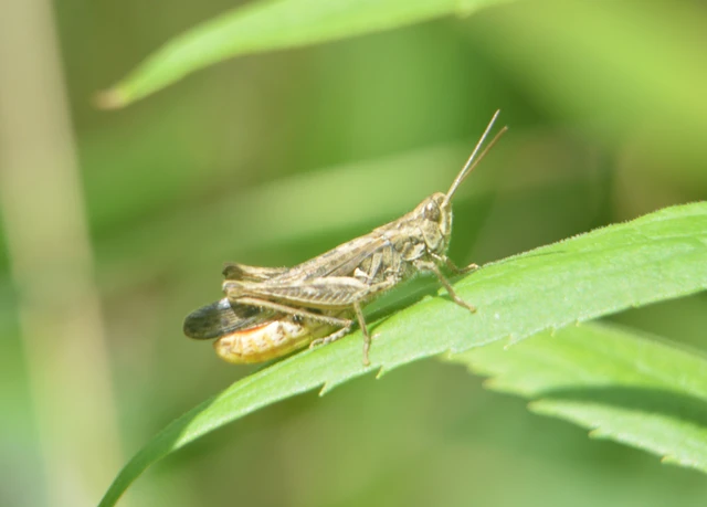Chorthippus mollis - halk tarlósáska