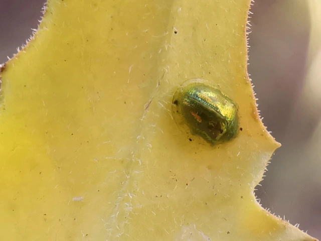 Cassida subreticulata - aranyfényű pajzsbogár