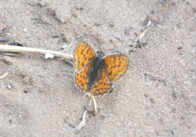 Melitaea trivia - kis tarkalepke