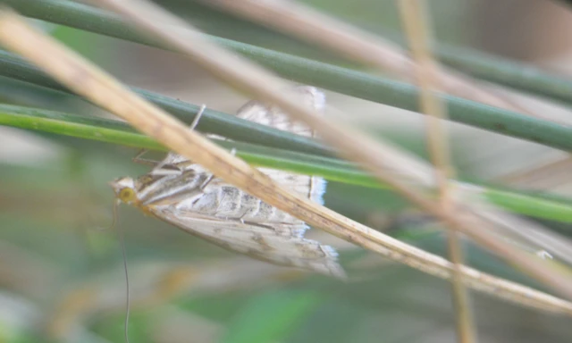 Sitochroa verticalis - világossárga dudvamoly