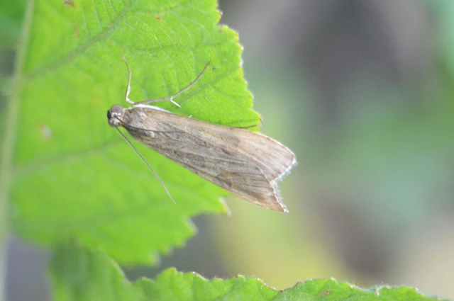 Nomophila noctuella - közönséges vándormoly