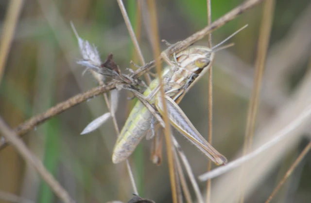 Euchorthippus declivus - rövidszárnyú rétisáska