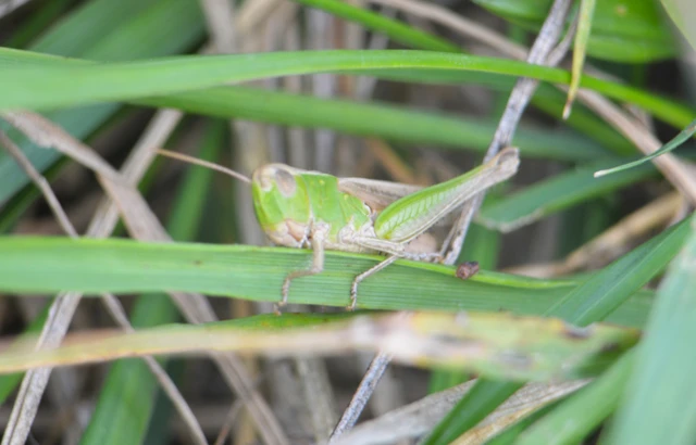 Chorthippus (Chorthippus) (subgenus)