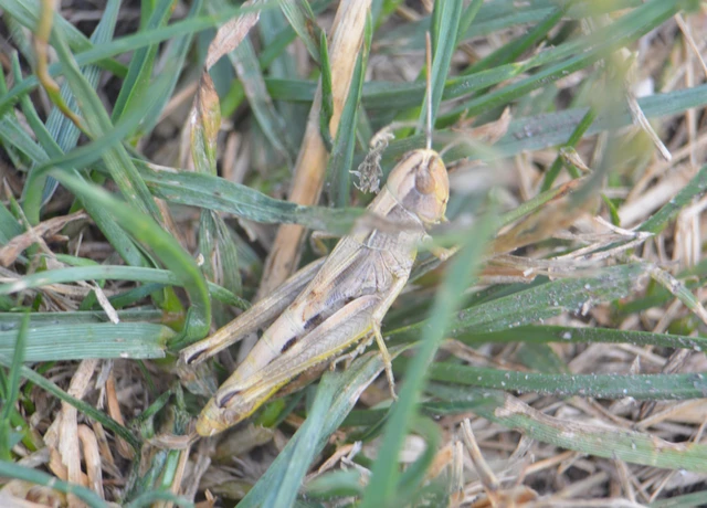 Pseudochorthippus parallelus - közönséges rétisáska