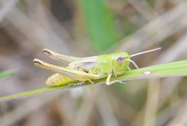 Pseudochorthippus parallelus - közönséges rétisáska