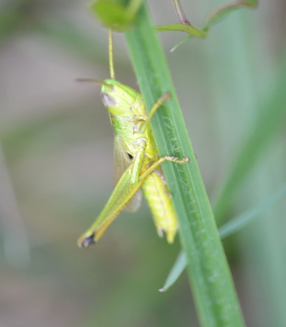 Pseudochorthippus parallelus - közönséges rétisáska