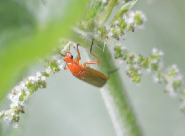 Rhagonycha fulva - feketevégű lágybogár