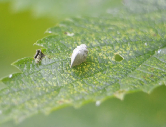 Metcalfa pruinosa - amerikai lepkekabóca