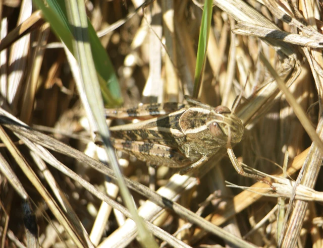 Calliptamus italicus - olaszsáska