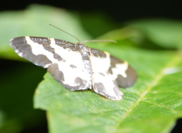 Lomaspilis marginata - szegélyes nyárfaaraszoló