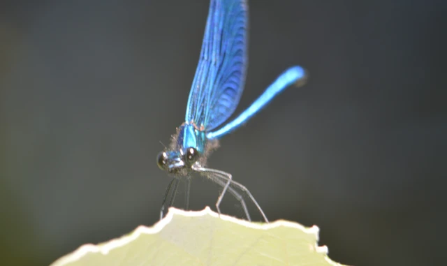 Calopteryx splendens - sávos szitakötő