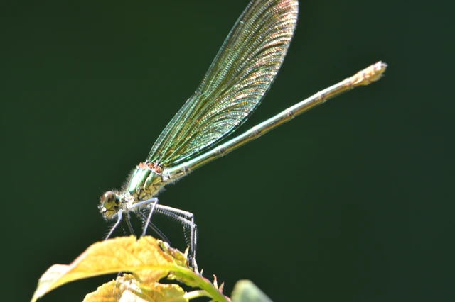 Calopteryx splendens - sávos szitakötő