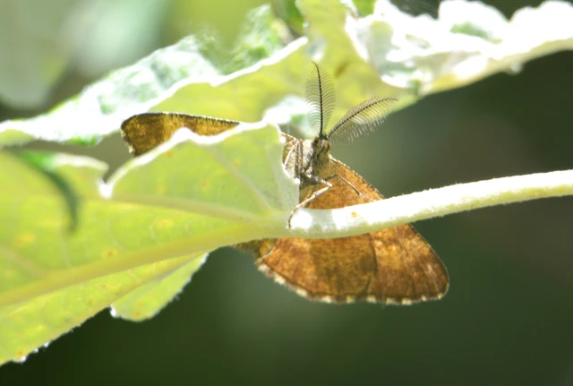 Ematurga atomaria - barna rétiaraszoló